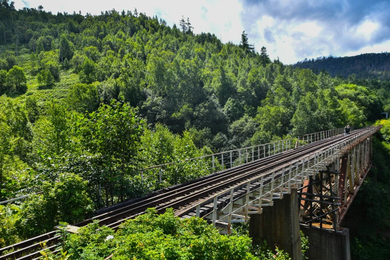 the railway crosses a track above the trees