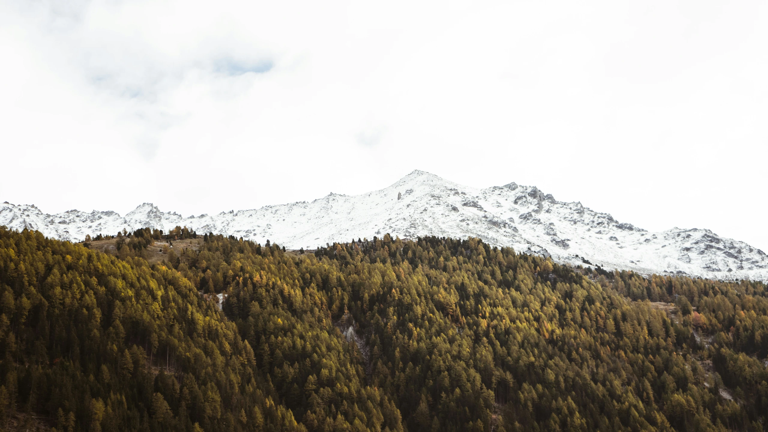 mountains covered in trees with snow on them