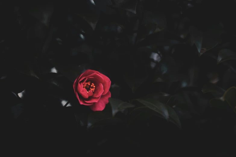 a red flower is illuminated by dark nches