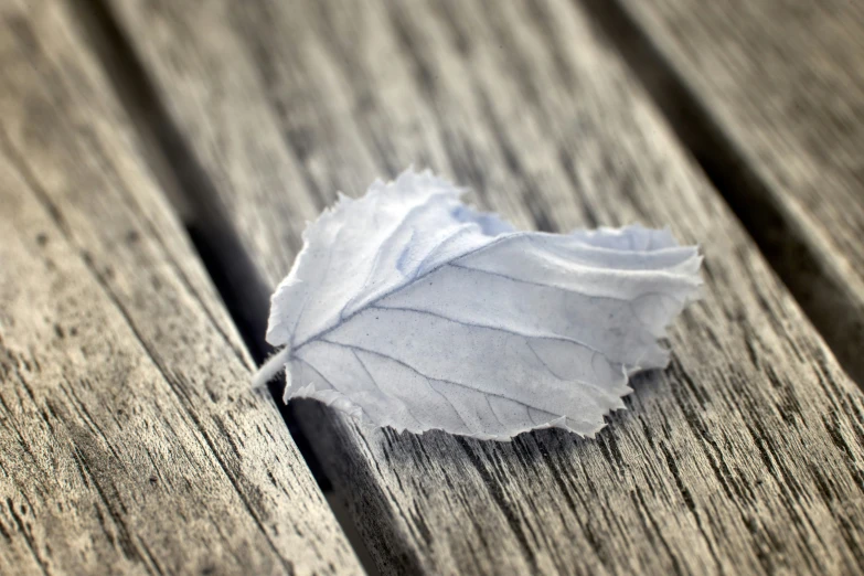 a dead leaf on top of wood planks