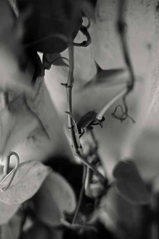 a very pretty flower in a vase by a wall