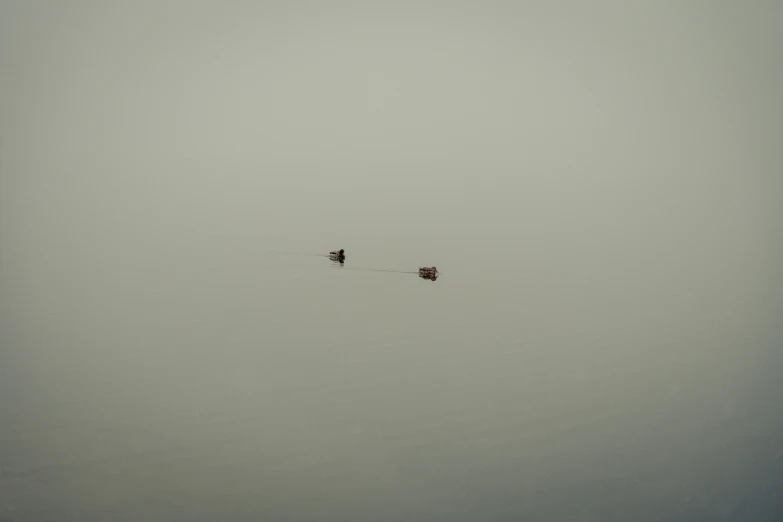 two birds wading in the water on a foggy day