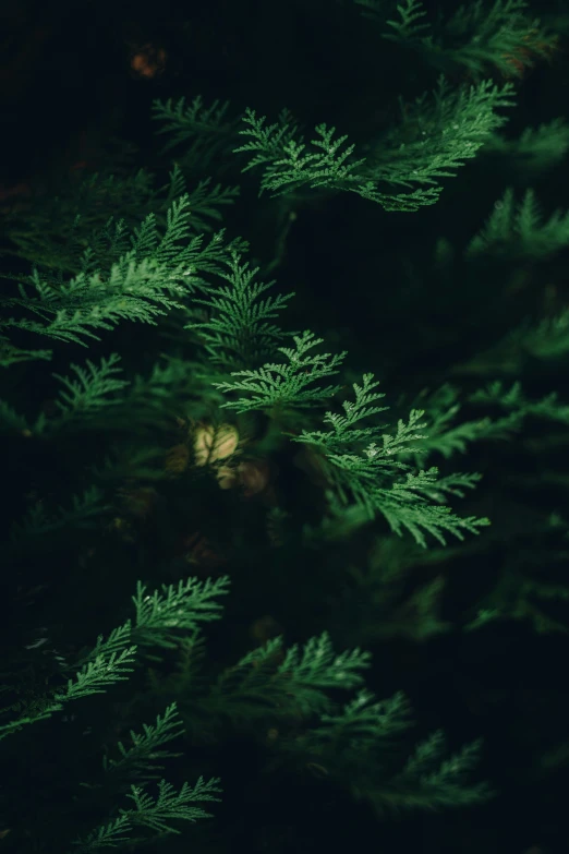 tree nches lit by street lamp in dark night