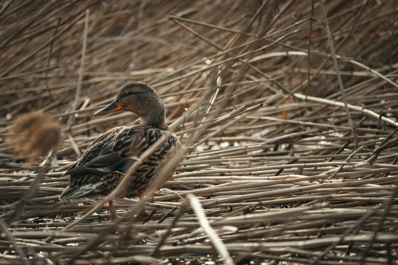 an adult wood duck and a baby mallard in water