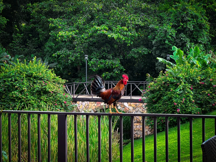 a rooster sitting on top of a stone wall