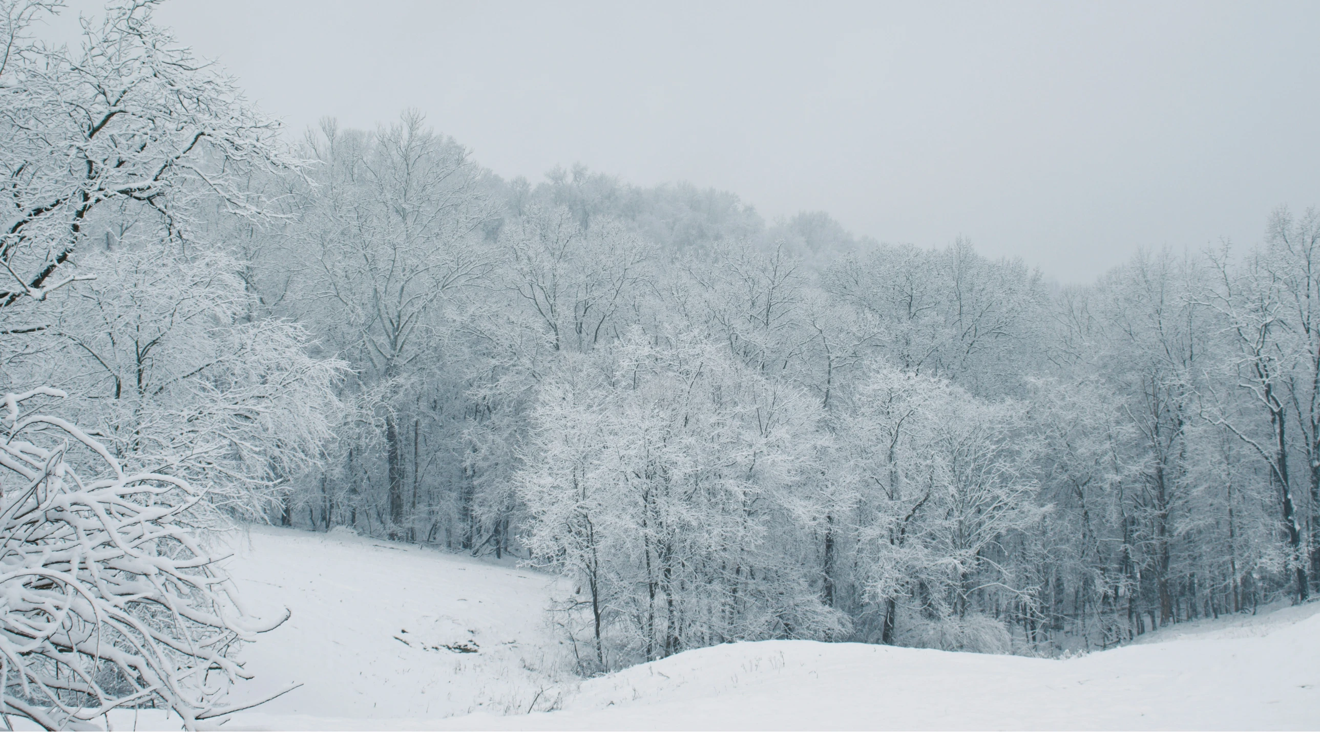 snow covered trees near the forest in winter