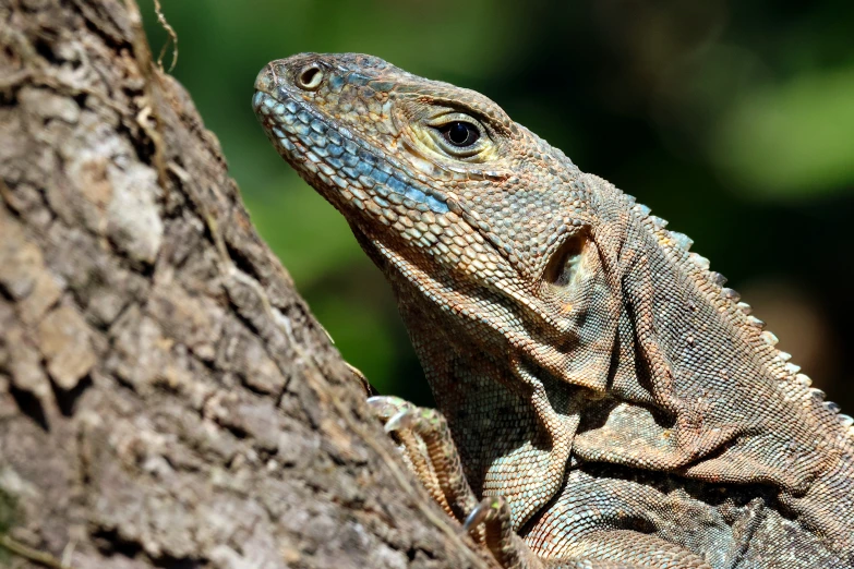 the closeup on a green lizard in front of a tree