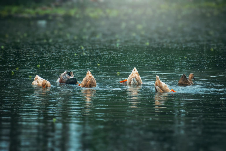 several ducklings are swimming and playing in the water