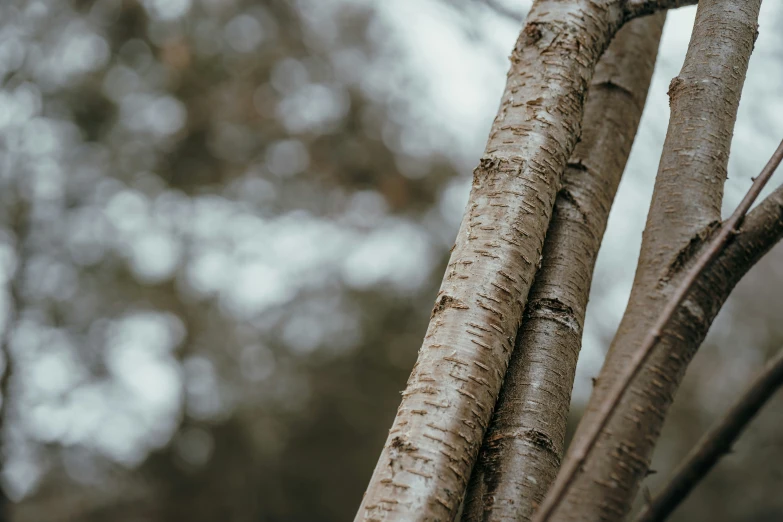 close up of an uncut and chipped tree trunk