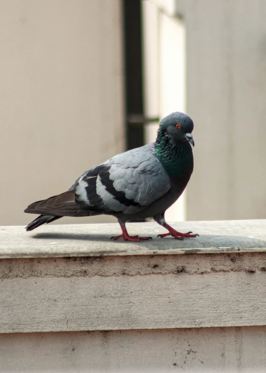 a pigeon is standing on a ledge, outside