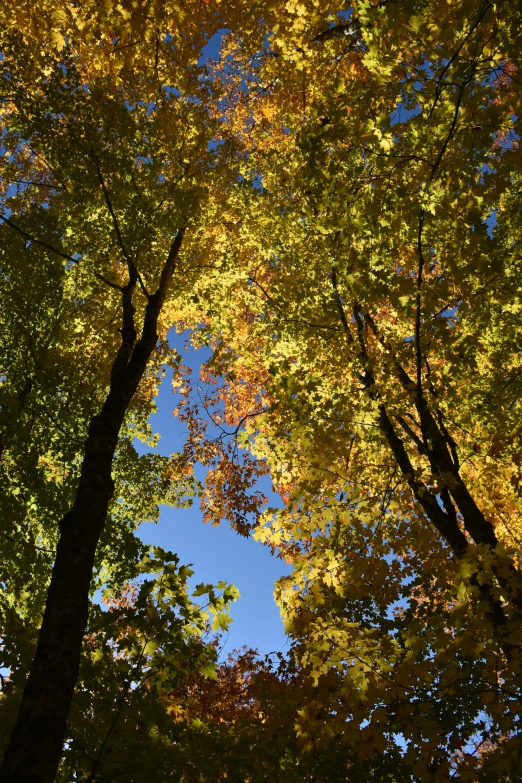 a po of an area with trees and bright blue sky