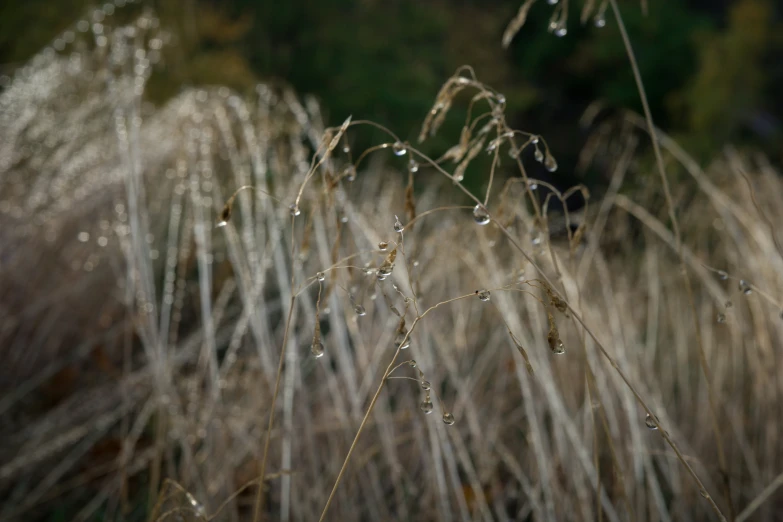 the grass is covered in water droplets and has long thin stalks of leaves