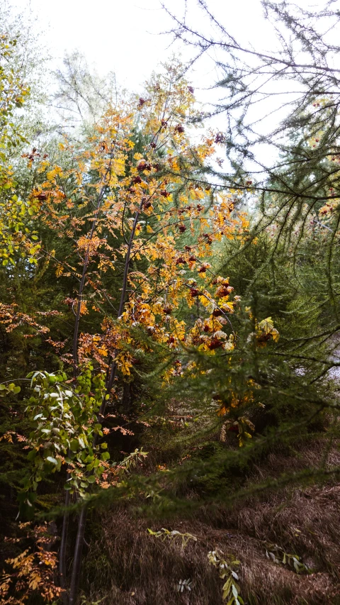 an autumn colored tree on the side of a trail