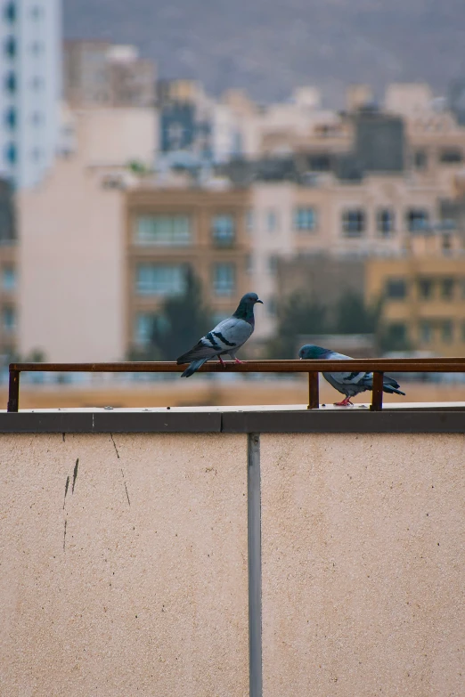 birds perched on the edge of a building wall