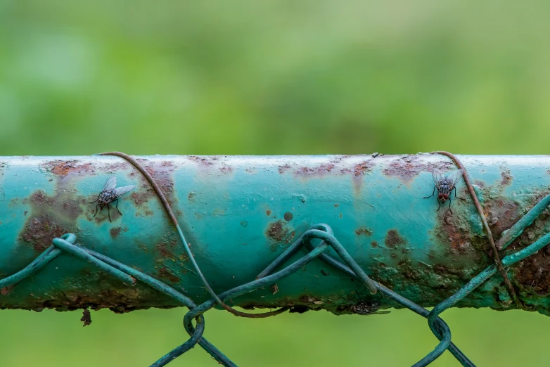 the rusty, green tube of a rusty iron pipe