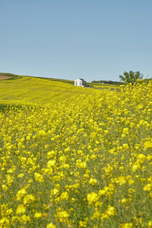 the large field is covered with yellow flowers