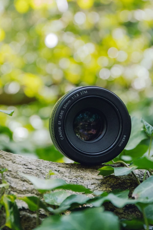 the camera lens has been taken out from behind some bushes