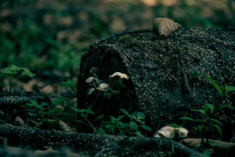 rocks are covered with leaves, moss, and dirt