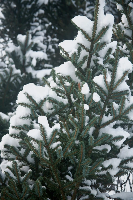 pine tree covered with snow sitting in the woods