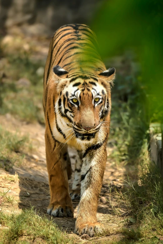 a tiger is walking on the dirt trail