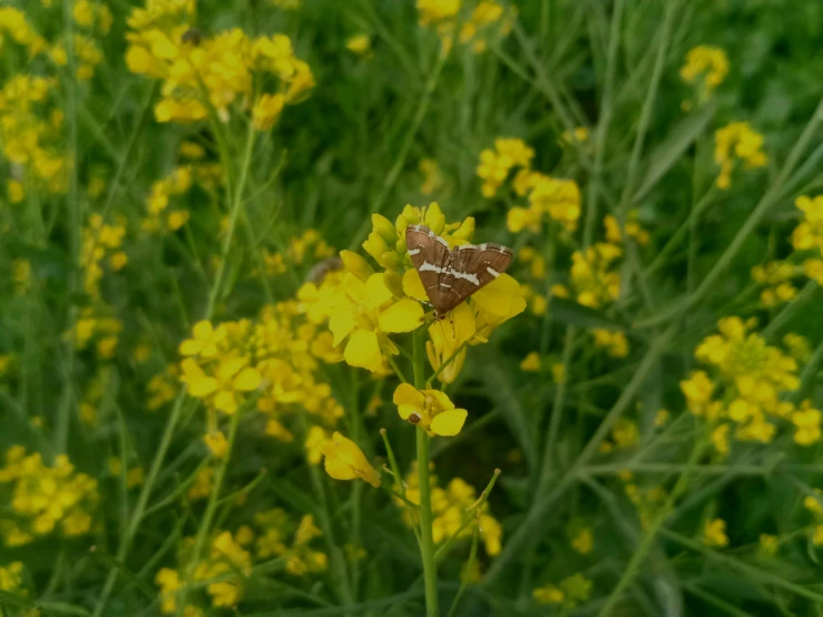 small erfly resting on yellow flowers in a field
