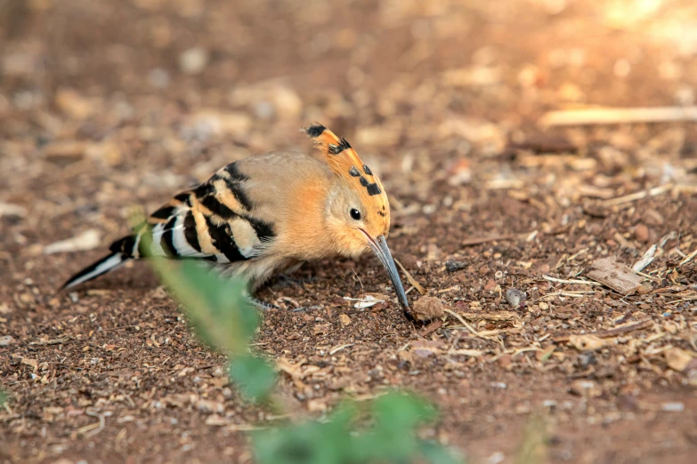 a bird eating soing from the ground in a field