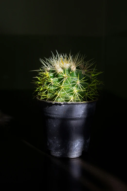 a cactus in a black pot with the light on