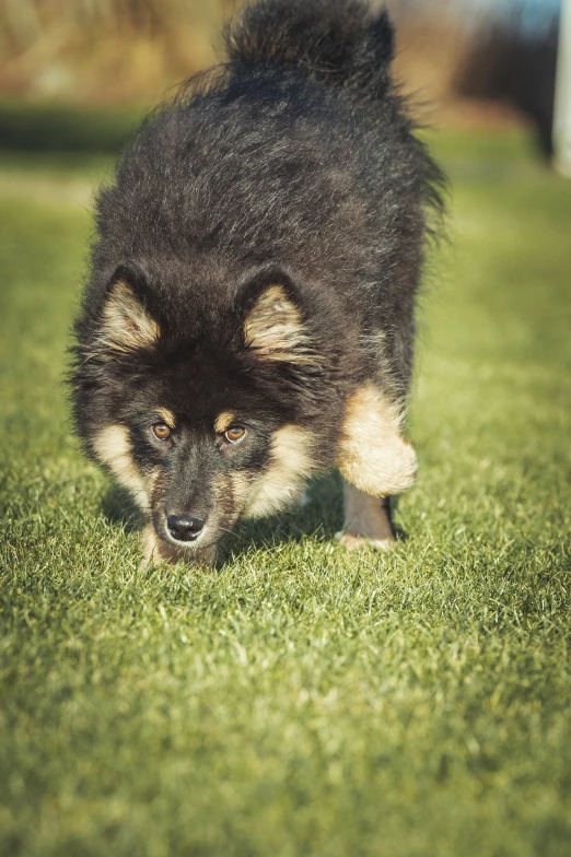 a gy, black dog is walking in the grass