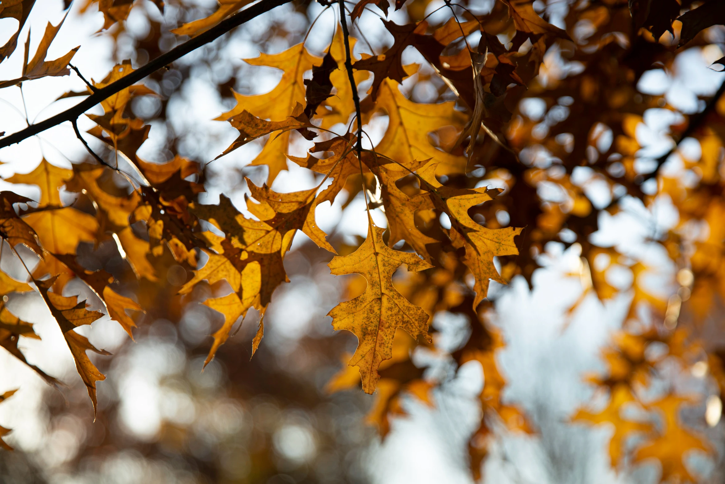 an orange leaves on the tree in front of it