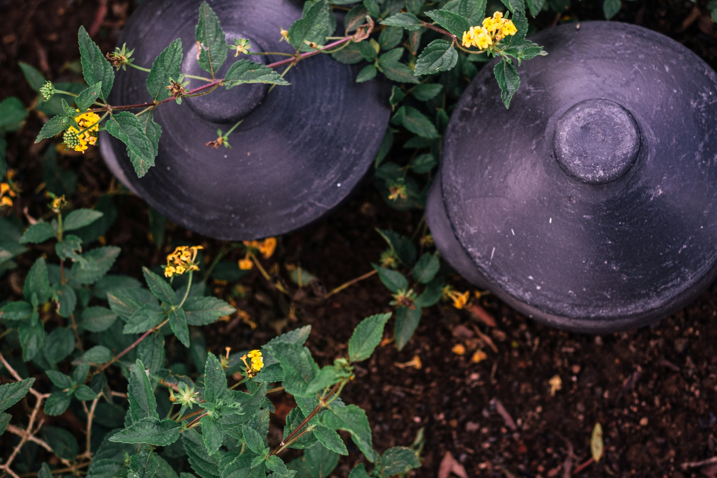 two old dark blue caps are hanging in some weeds