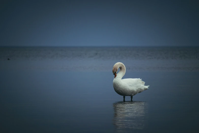 a swan standing in the water on a dark night