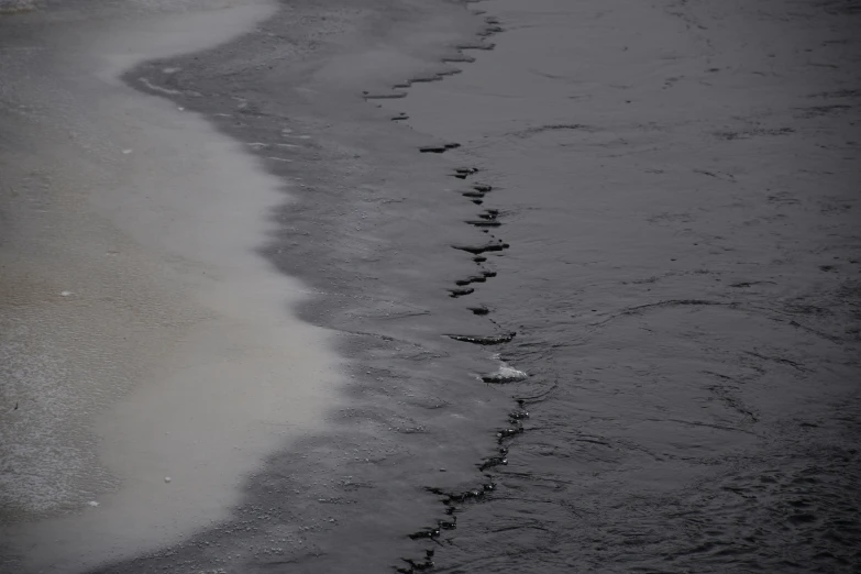 a bird with its head out walks through the surf