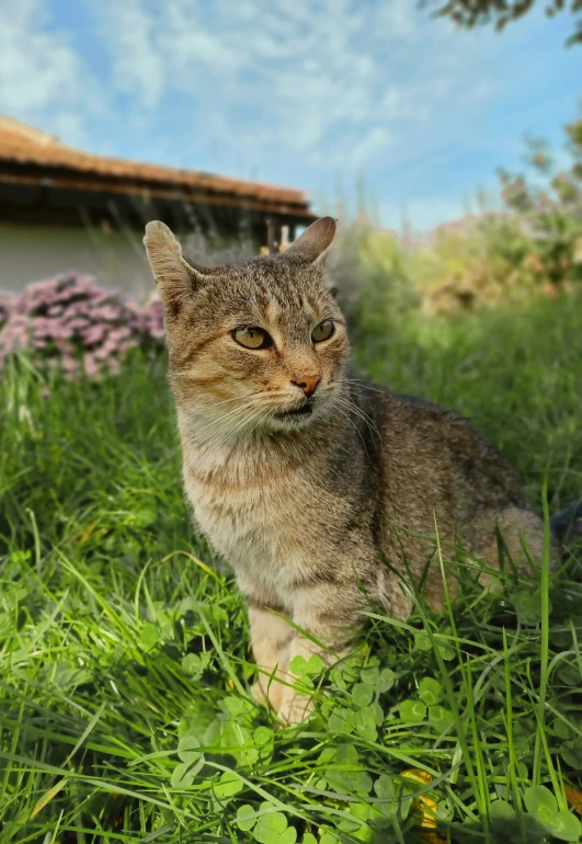 a tabby cat in the grass outside looking away from the camera