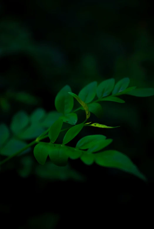 there are many green leaves hanging on a nch