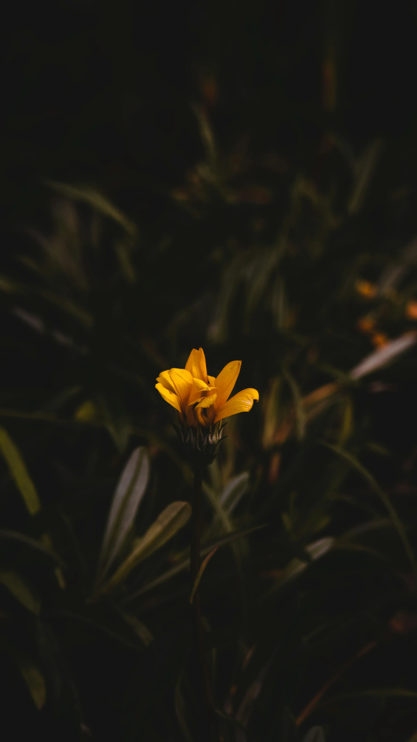 a yellow flower with a dark background