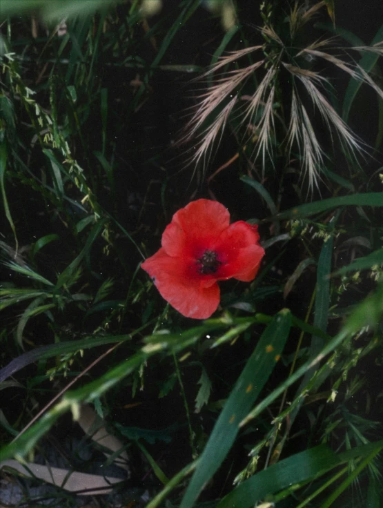 a close - up of red flower in the middle of grass