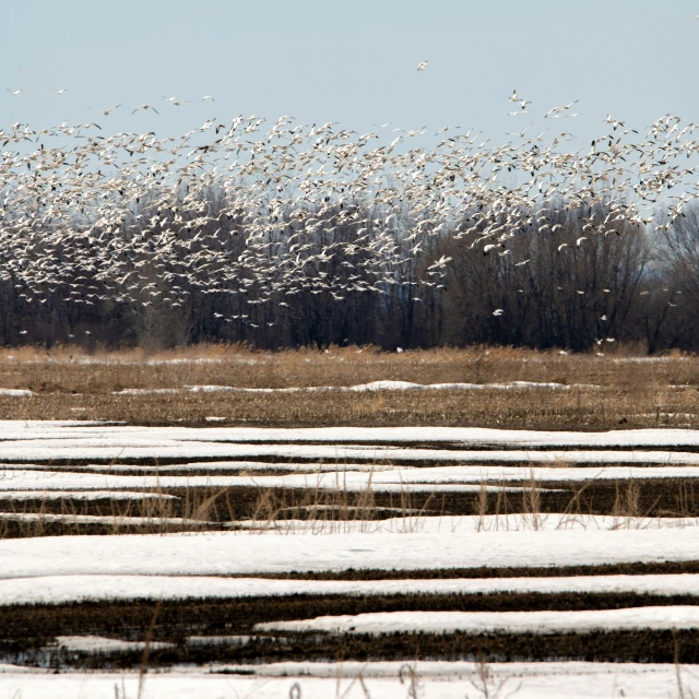 many birds are flying across snow covered ground