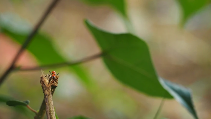 a close up of a bird on top of a twig