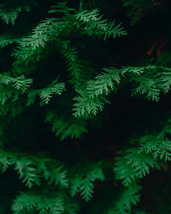 a very close up picture of some green trees