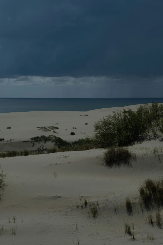 lone white cow in sand and cloudy sky