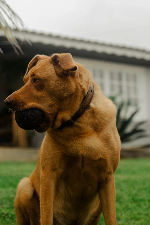 a large brown dog sitting on top of a green field