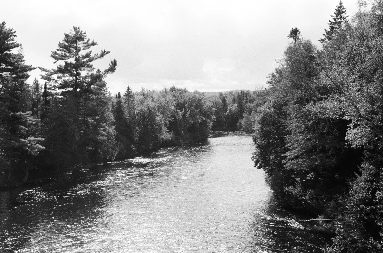 a river next to a forest filled with lots of trees