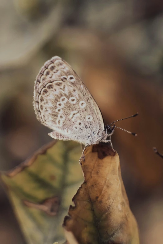 a erfly is standing on a leaf