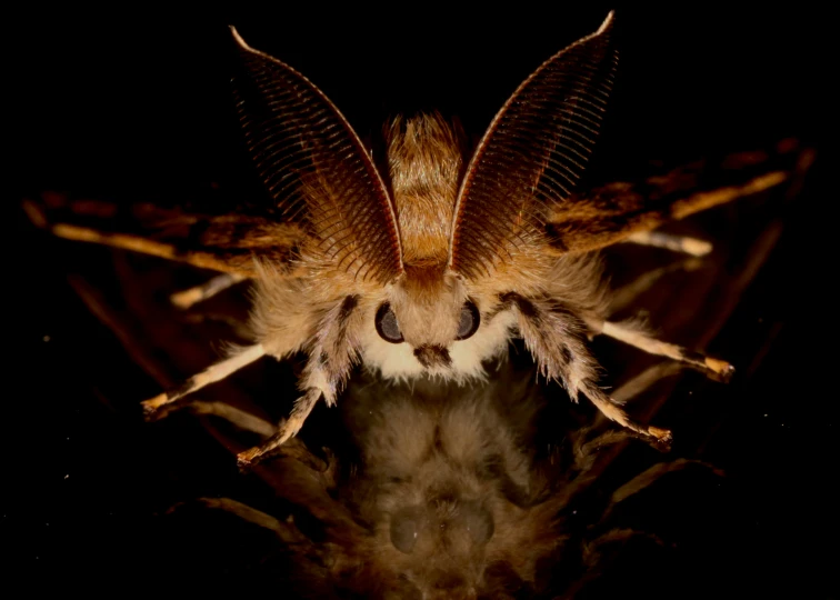 a closeup picture of a creepy looking insect