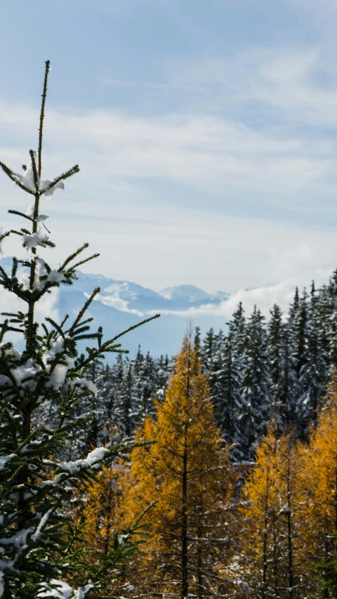 a mountain covered in trees and snow with the mountain and forest covered in the background