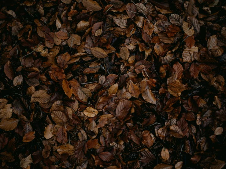 a pile of dry leaves and grass in the dark