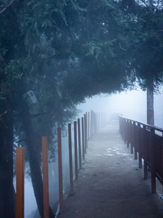 a street lined with trees on a foggy day