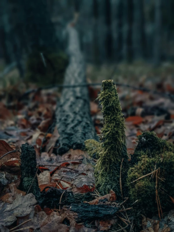 a tree trunk in the forest next to a path