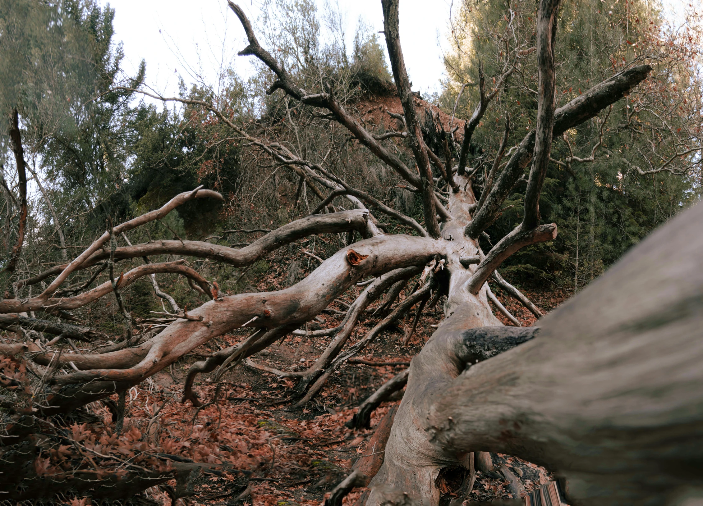 a huge tree that is uprooted by the wind