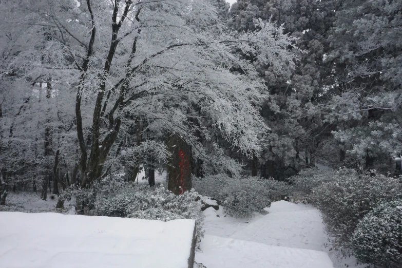 a white snowy park area with a bench and trees